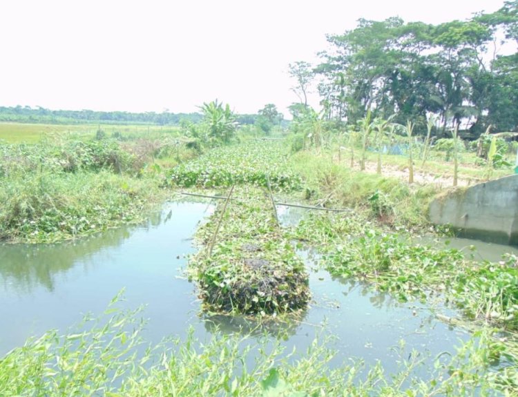 অভিশপ্ত কচুরিপানায় কৃষি চাষাবাদ