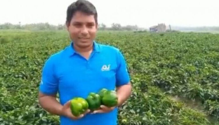 ভোলায় ক্যাপসিক্যাম চাষে সফল প্রবাসী হাফিজুর রহমান