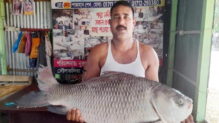 এক মাছের মূল্য ২০ হাজার