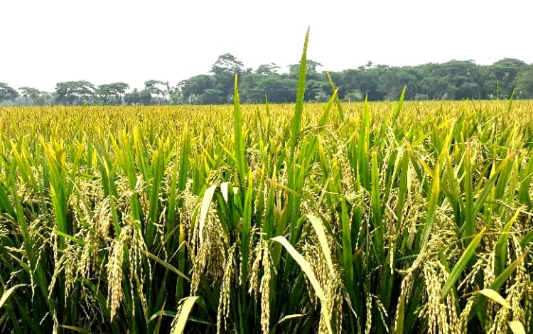 লালমোহনের মাঠের পর মাঠে  দুলছে কৃষকের সোনালী স্বপ্ন
