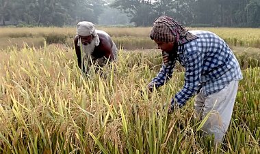 ধান কাটায় ব্যস্ত বোরহানউদ্দিনের কৃষকরা