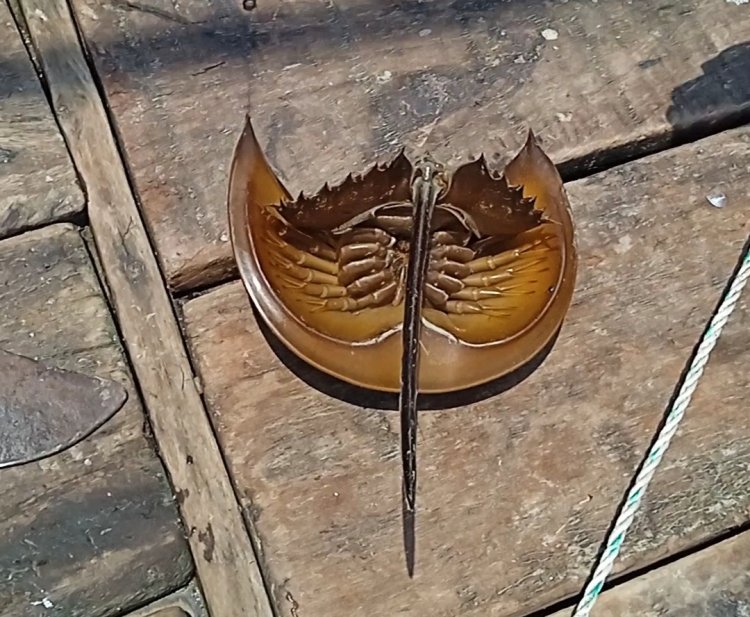 সেই কাঁকড়া চুরি