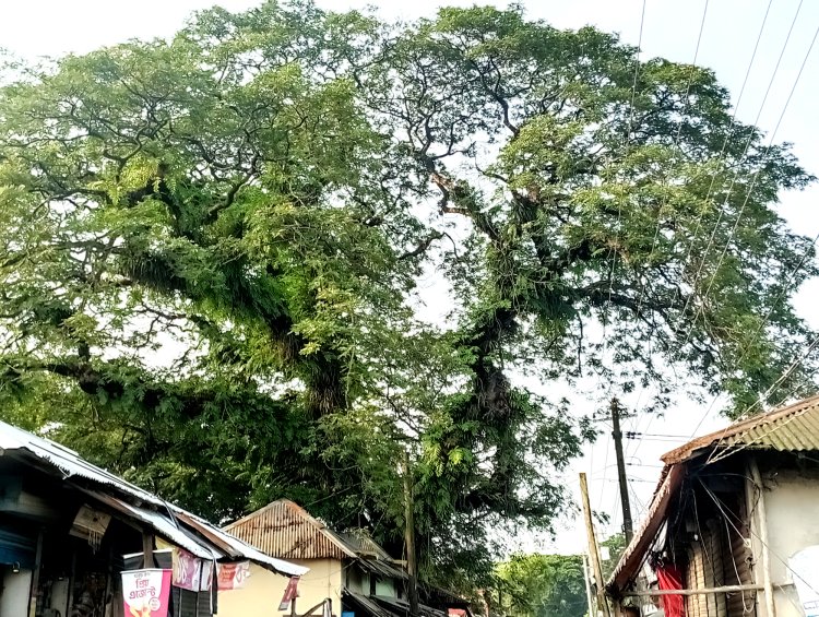 কালের স্বাক্ষী বোরহানউদ্দিনের যে রেইনট্রি গাছ