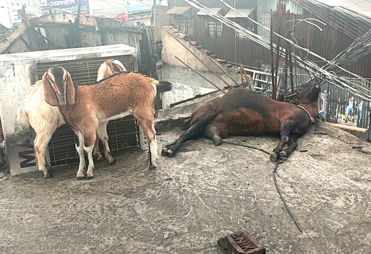লালমোহনে মা ছাগলের মৃত্যু, স্তব্ধ দুই ছানা