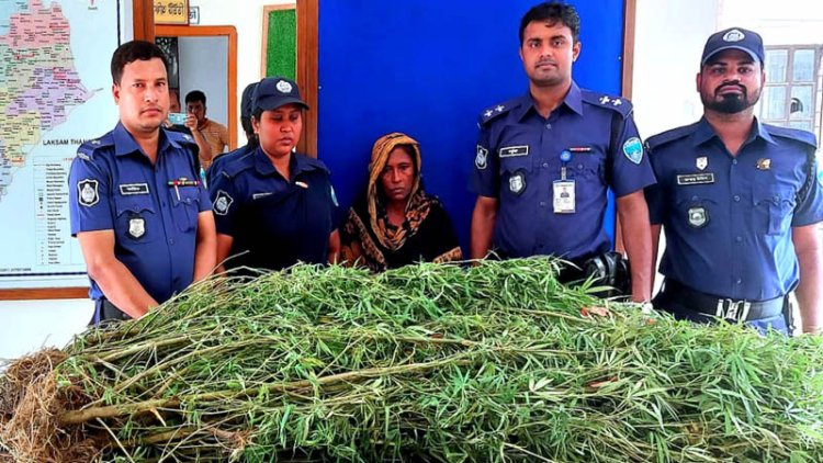 বাড়ির আঙিনায় পেয়ারার গাঁজার চাষ