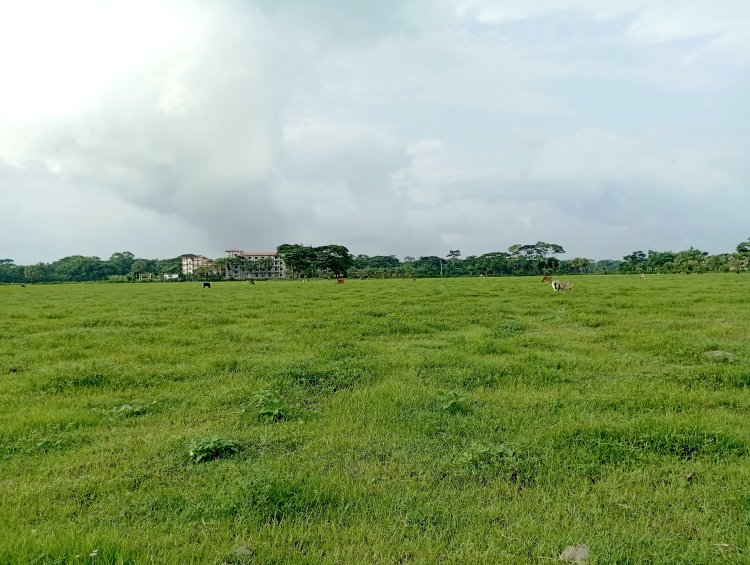 অনাবৃষ্টিতে বোরহানউদ্দিনে ব্যাহত হচ্ছে আউশ চাষ