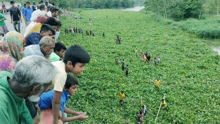 কচুরিপানার ওপর দিয়ে হেঁটে নদী পার!