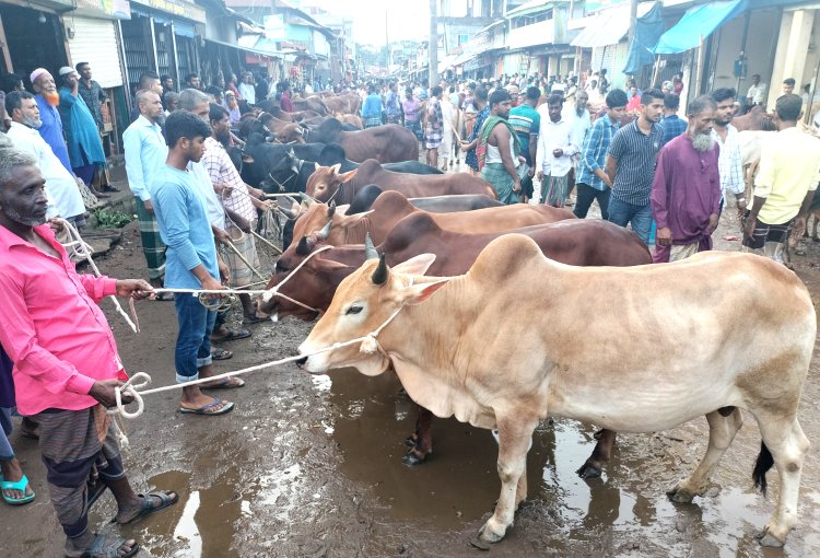 ক্রেতা-বিক্রেতাদের পদচারণায় জমজমাট লালমোহনের পশুর হাট