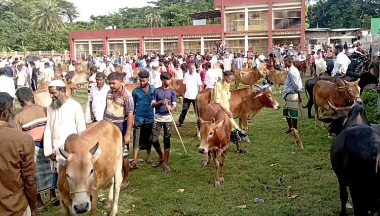 বোরহানউদ্দিনে জমে উঠেছে পশুর হাট