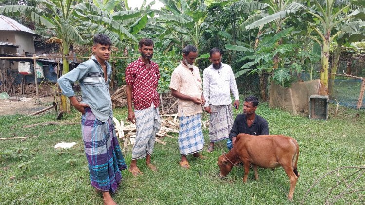 দেশের সবচেয়ে ছোট গরু ‘জ্যাক’