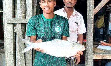 লালমোহনে এক ইলিশের দাম সাড়ে ৭ হাজার টাকা