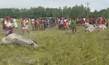 এক সঙ্গে ছয় মহিষসহ প্রাণ গেল রাখালের