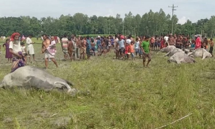 এক সঙ্গে ছয় মহিষসহ প্রাণ গেল রাখালের