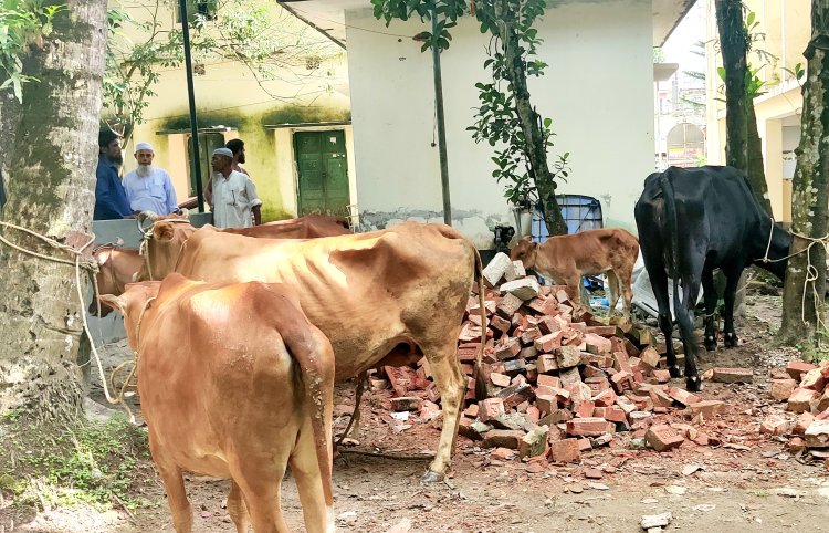 বোরহানউদ্দিনে ছয় গরুসহ আটক-১০