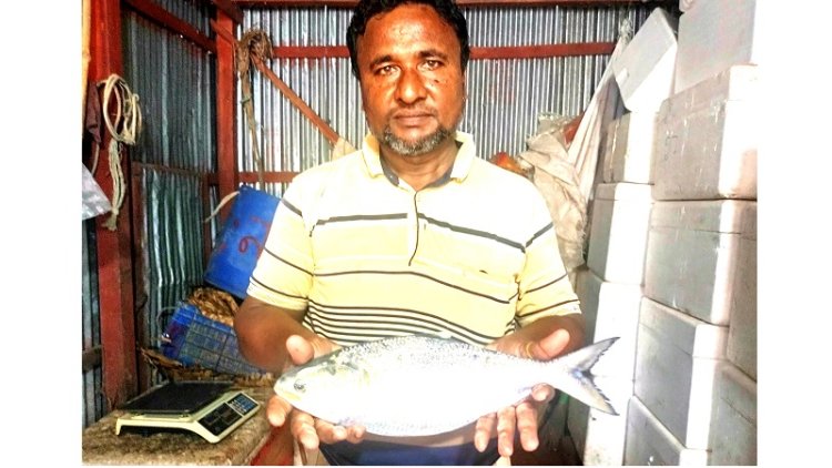 লালমোহন থেকে বিক্রির জন্য এক রাজা ইলিশ পাঠানো হলো ঢাকায়