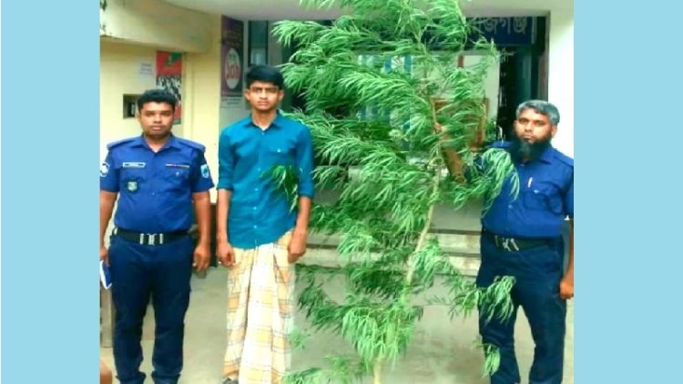 গাঁজা চাষে বাড়তি আয়ের পথ খুঁজছিলেন শিক্ষক!