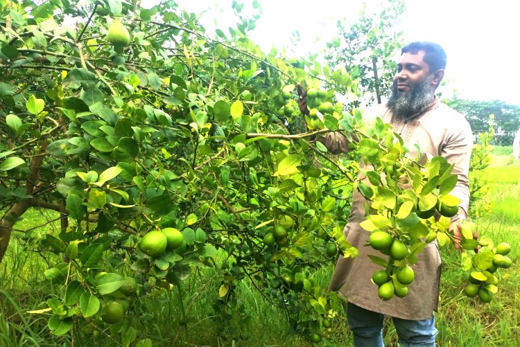 ৪ ‘শ গাছের লেবুতে লালমোহনের মিরাজের ভাগ্য বদল