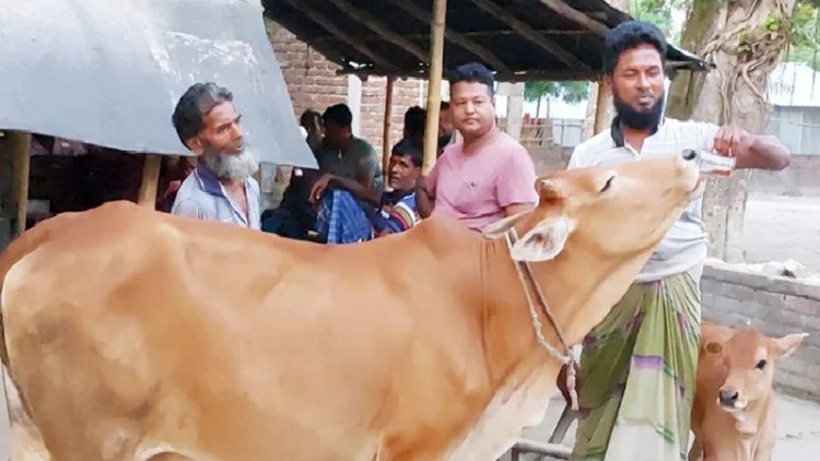 গরুর চা পানের নেশা!