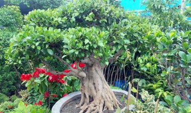 ছোট্ট এই গাছটির দাম সাড়ে ৫ লাখ টাকা