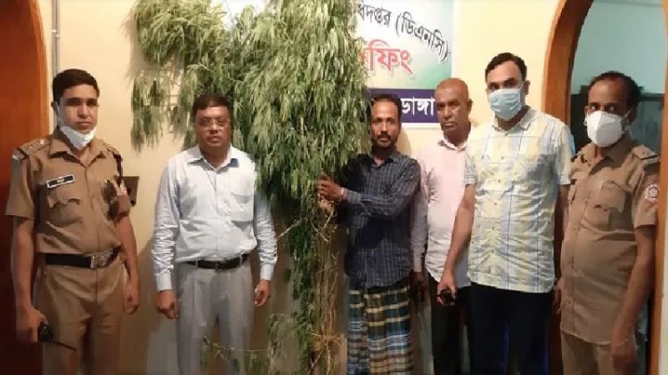 করলার সঙ্গে দুই ভাইয়ের মিশ্র গাঁজা চাষ