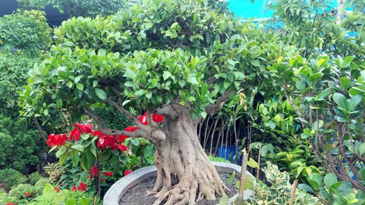 ছোট্ট এই গাছটির দাম সাড়ে ৫ লাখ টাকা