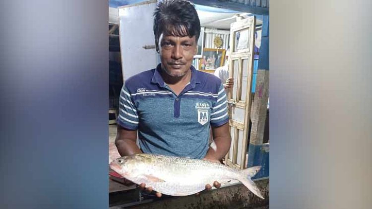 মনপুরায় জেলেদের জালে ধরা ৩ কেজির ইলিশ, বিক্রি হলো ১৩ হাজারে