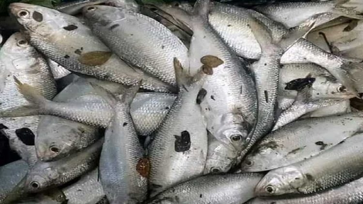 দিঘীতে ৯৫ ইলিশ, এলাকাজুড়ে চাঞ্চল্য