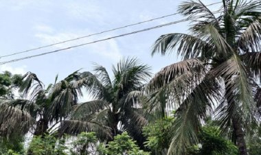 লালমোহনে বিদ্যুতায়িত হয়ে গাছ থেকে পড়ে দিনমজুরের মৃত্যু