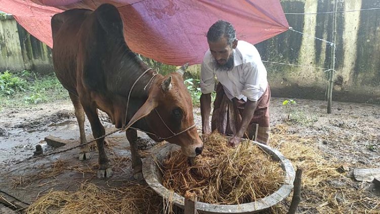 চার মাস লালমোহন থানায় বন্দি গরু, মালিকের দীর্ঘশ্বাস