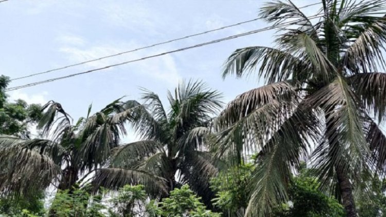 লালমোহনে বিদ্যুতায়িত হয়ে গাছ থেকে পড়ে দিনমজুরের মৃত্যু