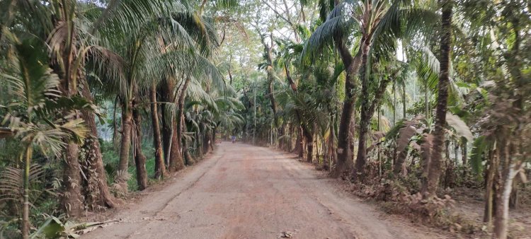 তীব্র তাপপ্রবাহের মধ্যেই তজুমদ্দিনে কাটা হবে ৮৫৬টি গাছ 