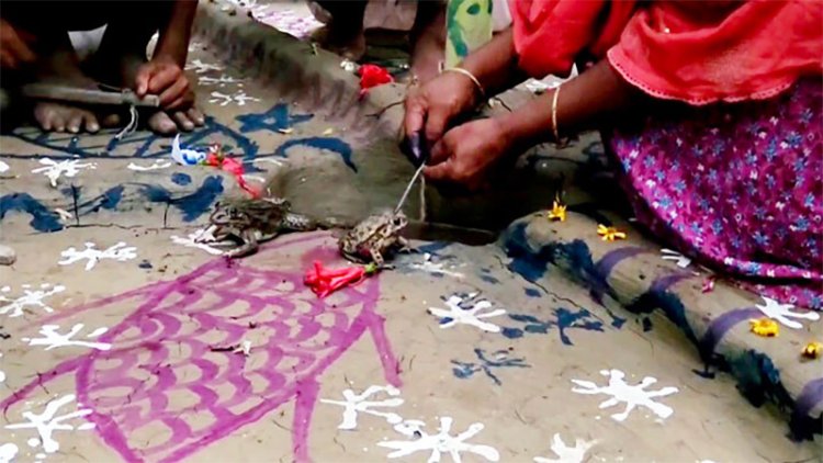 কোটি টাকার কাবিনে কমিউনিটি সেন্টারে দুই ব্যাঙের বিয়ে