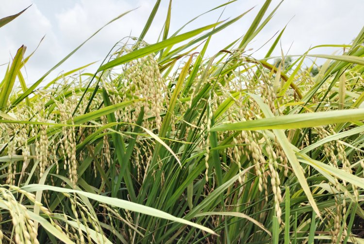 লালমোহনে ৬৩ হাজার ৭ মেট্রিক টন ধান উৎপাদনের সম্ভাবনা
