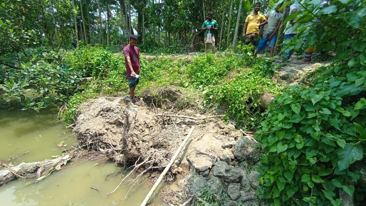 বোরহানউদ্দিনে আম কুড়াতে গিয়ে মাটি চাপায় গৃহবধূর মৃত্যু
