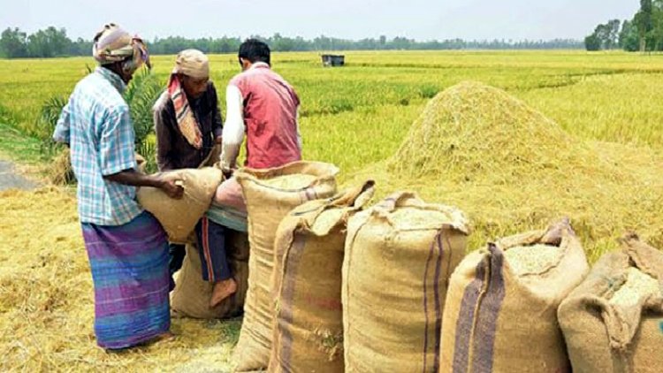 সিন্ডিকেটের ফাঁদে কৃষকরা, লাভ খাচ্ছে দালালরা