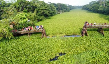 সেতু ভেঙে বরযাত্রীবাহী মাইক্রোবাস খালে পড়ে নিহত ১০