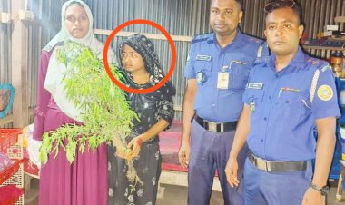 বোরহানউদ্দিনে চার গাঁজা গাছসহ গৃহবধূ আটক, পুলিশ দেখে স্ত্রীকে রেখে পালিয়ে গেলেন স্বামী