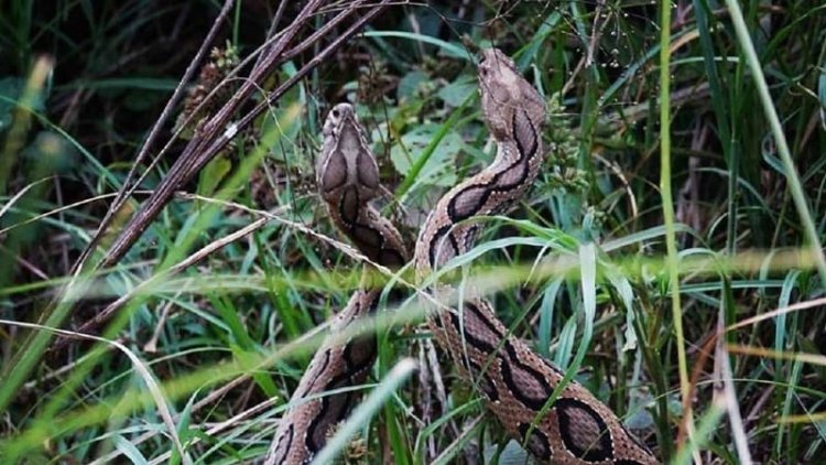 ভোলায় আতঙ্ক কমছে না রাসেল ভাইপার সাপের