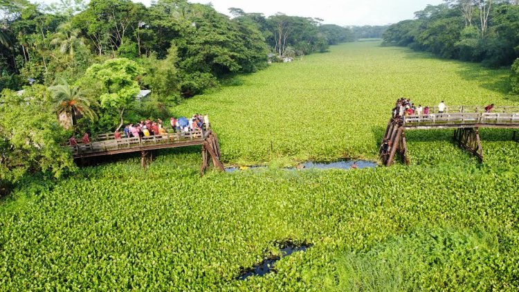 সেতু ভেঙে বরযাত্রীবাহী মাইক্রোবাস খালে পড়ে নিহত ১০