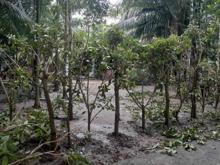চরফ্যাশনে কাঁটার বেড়ায় অবরুদ্ধ প্রবাসী পরিবার