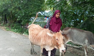 চরফ্যাশনে কিস্তির টাকা দিতে না পারায় গরু ছিনিয়ে নিলেন এনজিওর লোকজন