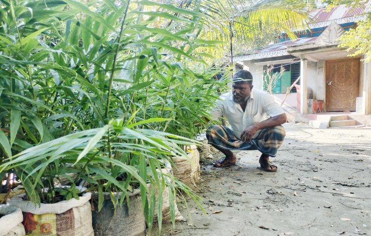লালমোহনে অনাবাদি জমিতে বস্তায় আদা চাষে কৃষকদের চমক