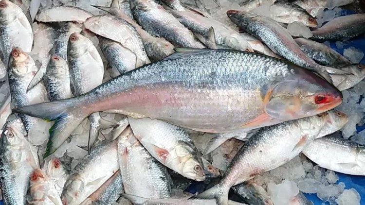 দুর্গাপূজায় ভারতীয়দের পাতে জুটবে না ইলিশ!
